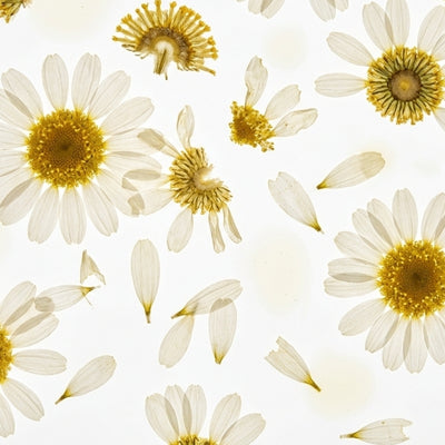 Chamomile