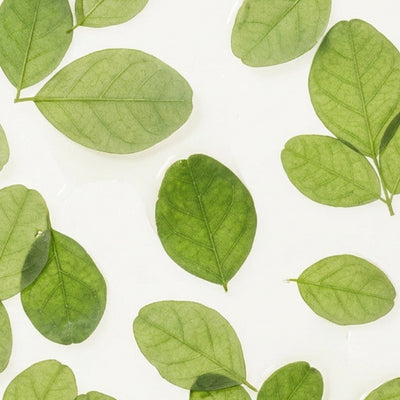 Moringa
