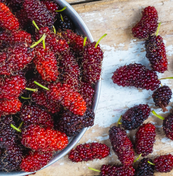 Mulberry