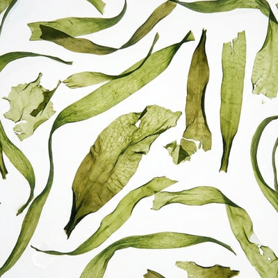 Seaweed extract