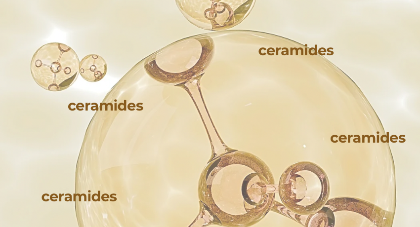 Ceramides 101: The Secret to Youthful and Hydrated Skin